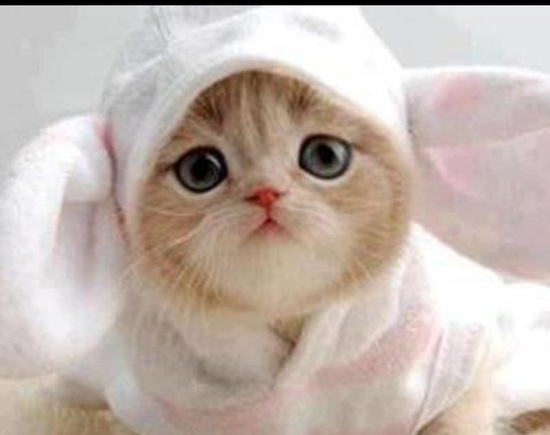 bunny-kitty