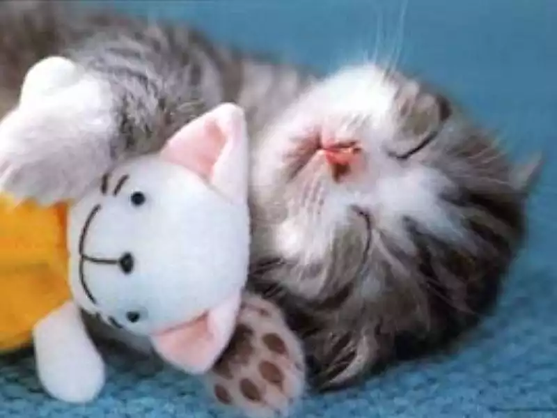 cuddle-kitty