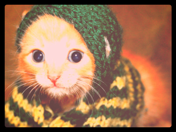 hoody-kitty