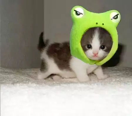 kermit-kitty