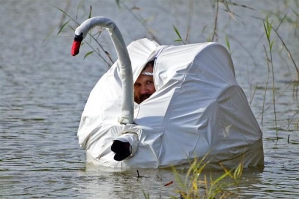 legit-swan