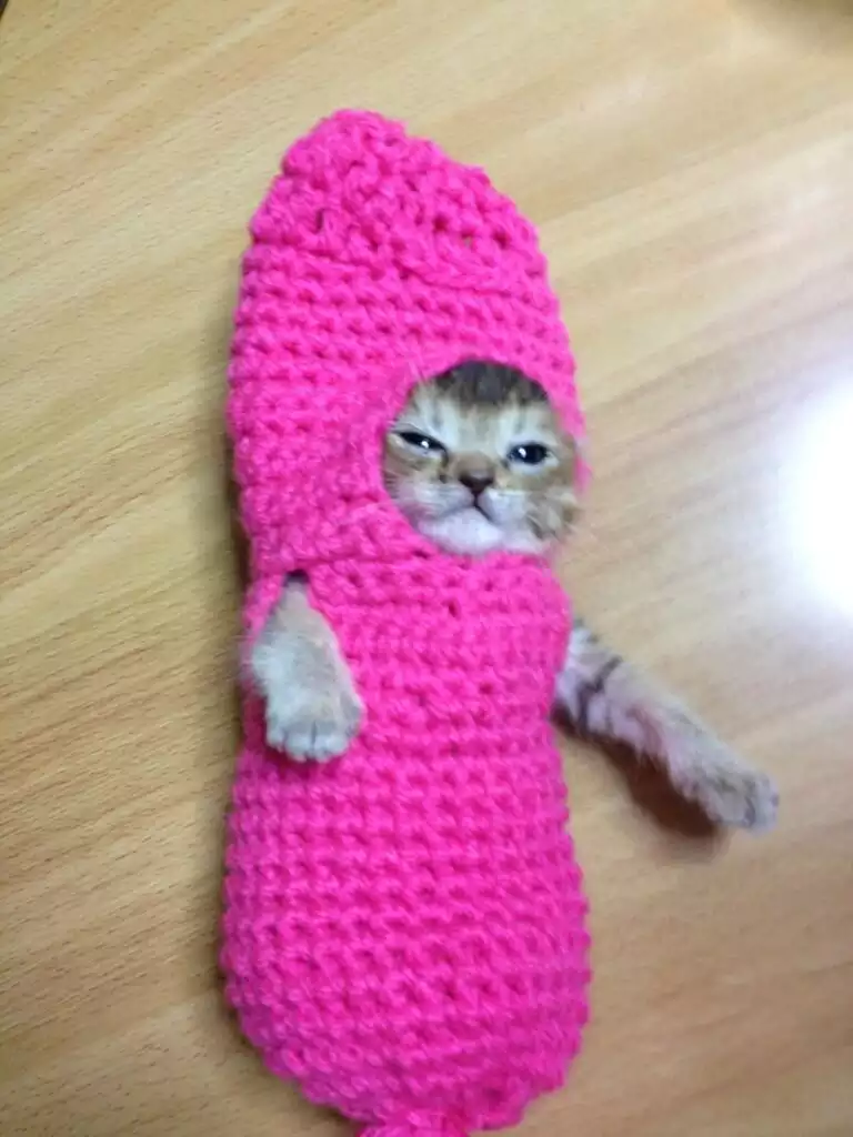 sock-kitty