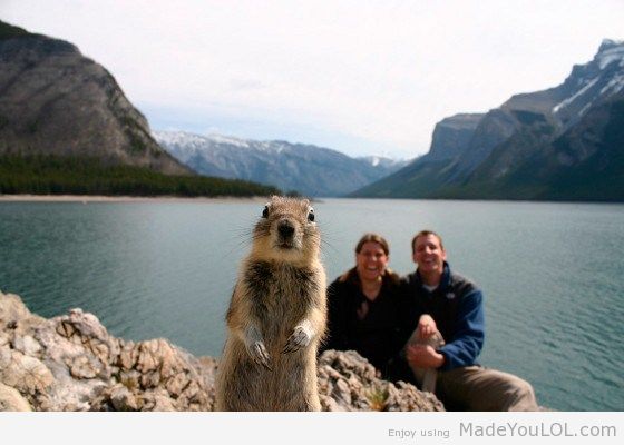 ground_squirrel