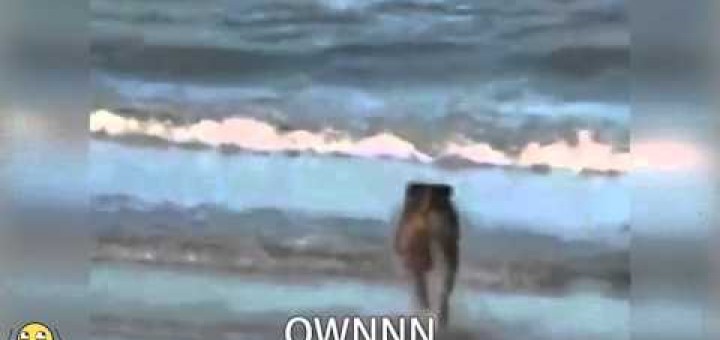 Dog Won't Listen To Owner